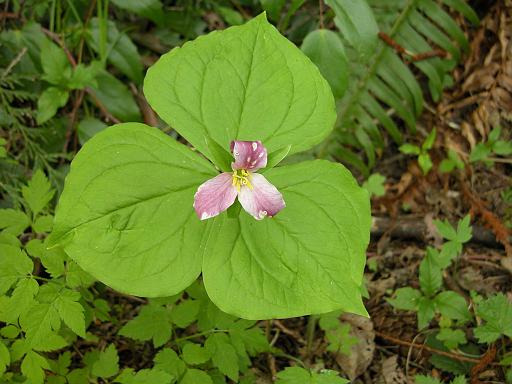 Trillium 2, Qualicum Beach.jpg - Western trillium ( Trillium ovatum ), Qualicum Beach, Vancouver Island          